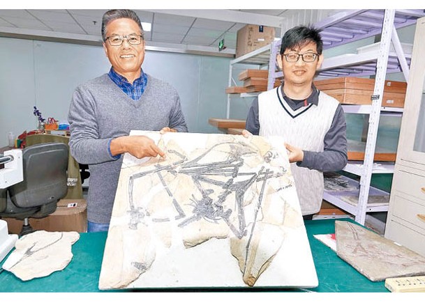 中國巴西合研化石  發現翼龍新屬種