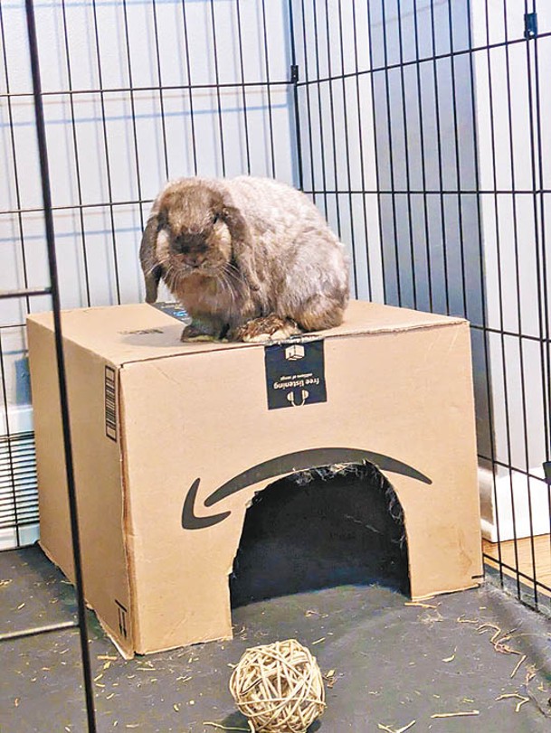 兔子成功找到新家。