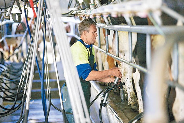 新西蘭每年向中國出口大量乳製品。