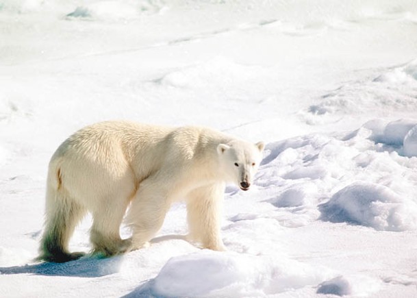 北極熊染禽流感死亡。