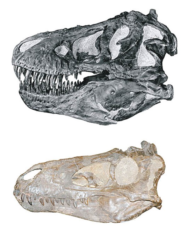 科學家研究矮暴龍（下）和暴龍（上）頭骨化石。