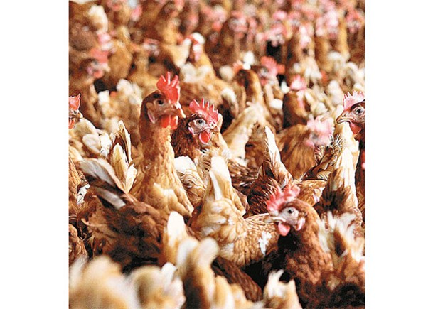 家雞會在不同情緒下發出叫聲。（Getty Images圖片）