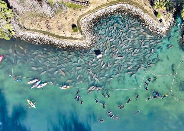 數百海牛岸邊取暖  大批遊客落水觀賞
