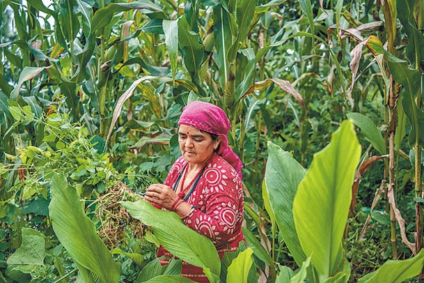 尼泊爾女性刻苦耐勞。（Getty Images圖片）