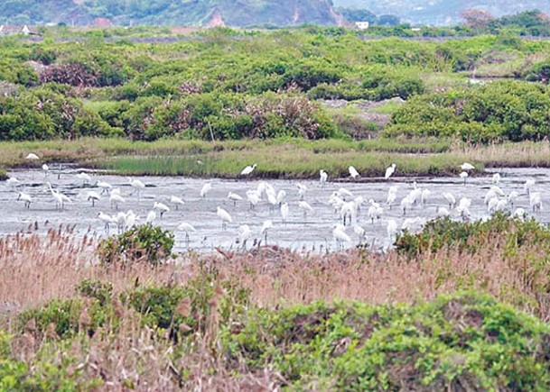 大批東方白鸛在保護區休息覓食。