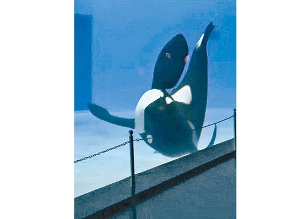 殺人鯨摩擦養池壁。