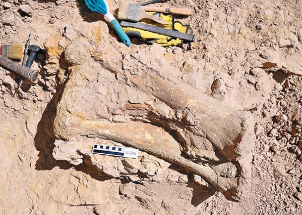 挖掘出的恐龍化石包括腳踝、脛骨、小腿和腳趾骨。