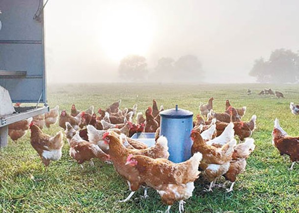 法布羅在自家農場收集雞蛋時，經常發現造型獨特的雞蛋。