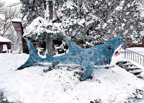 6米長鯊魚雪雕  栩栩如生
