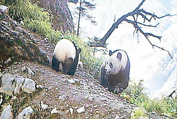 大熊貓母子在野外生活。（中新社圖片）