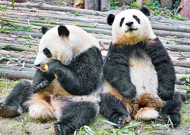 大熊貓野外種群  增至1900隻