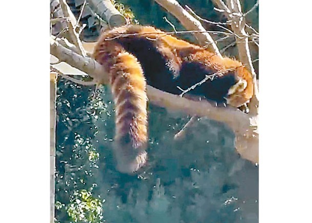 小熊貓爬上樹上曬太陽。