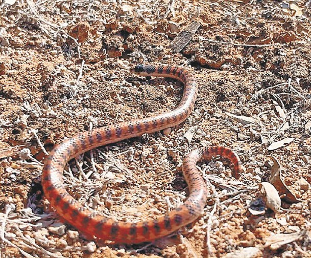 南方剷鼻蛇是今次記錄到的新物種之一。