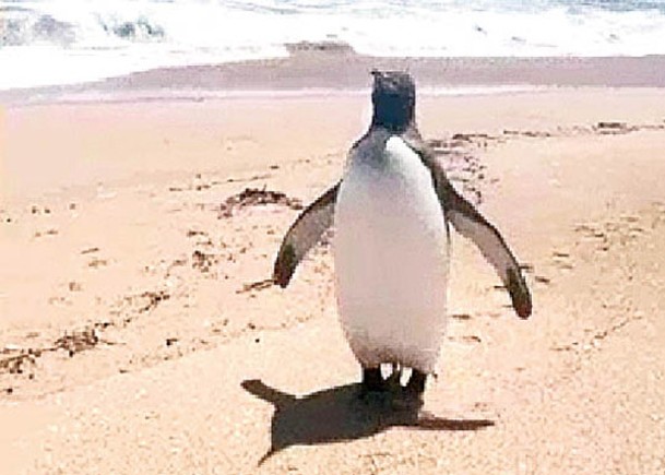 國王企鵝在沙灘漫步。