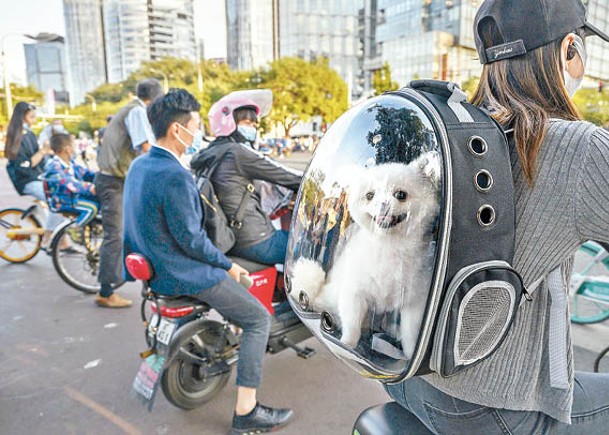 為免意外發生，有狗主把愛犬關在背囊。（Getty Images圖片）