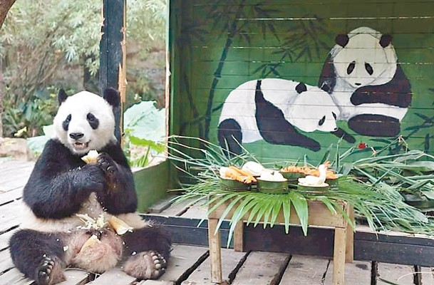大熊貓「梅清」享受飼養員為牠準備的農曆新年大餐。
