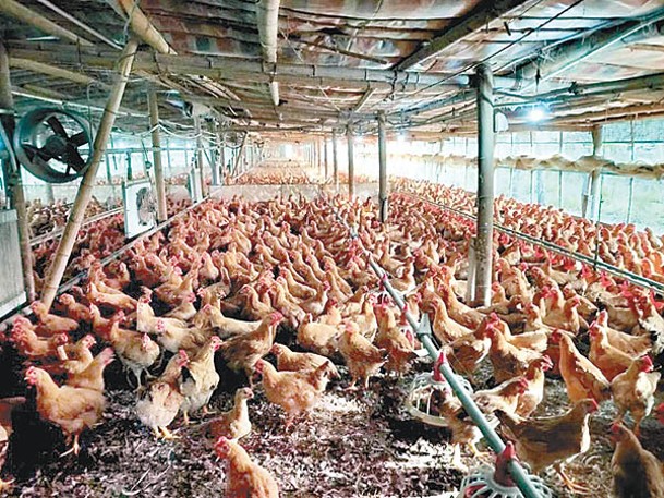 世衞呼籲民眾應減少接觸家禽免受感染。