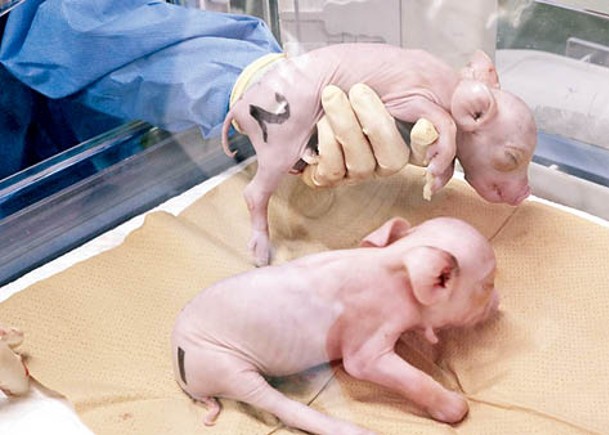 日企誕3複製豬  研供人類移植器官