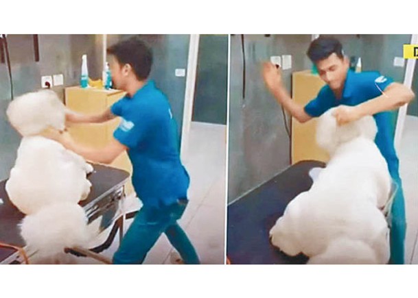 左及右圖：涉事職員被拍到在診所內毆打寵物狗。