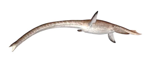 薄板龍可追溯到一億年前的白堊紀時期，圖為薄板龍的概念圖。