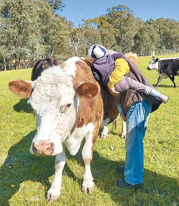 牛隻與人類相處時間愈長，關係便愈好。