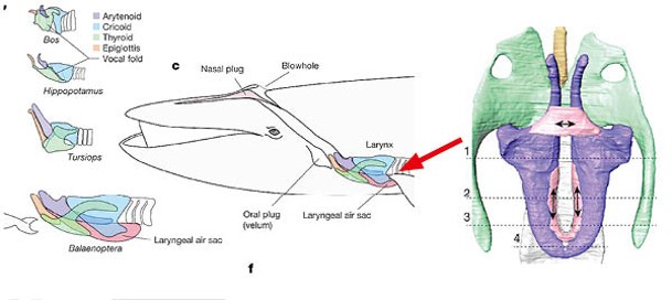 鬚鯨喉部結構（右圖）特殊，與其他哺乳動物不同。
