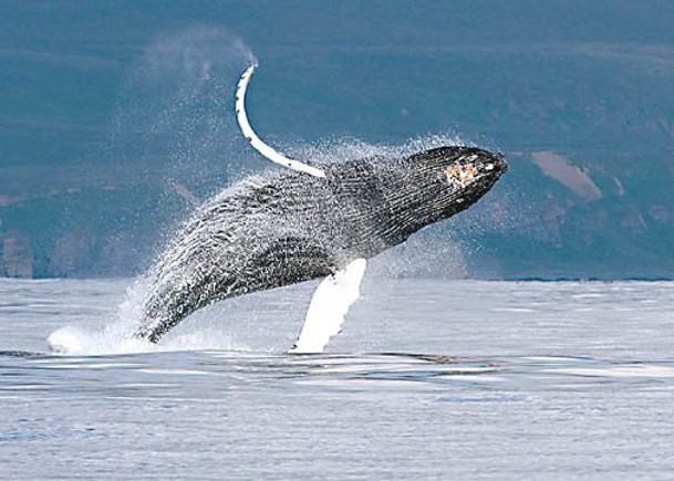 鬚鯨需要通過空氣來發出叫聲。