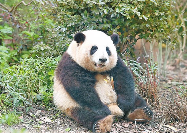 花花被稱為「熊貓界頂流女星」。