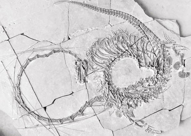 分析2.4億年前化石  東方恐頭龍繪出