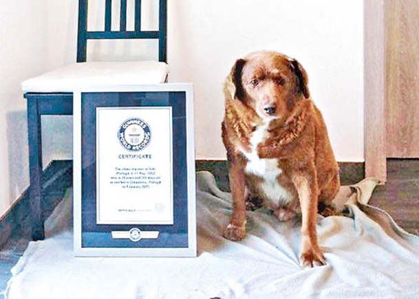 健力士撤銷了博維全球最長壽犬隻的頭銜。