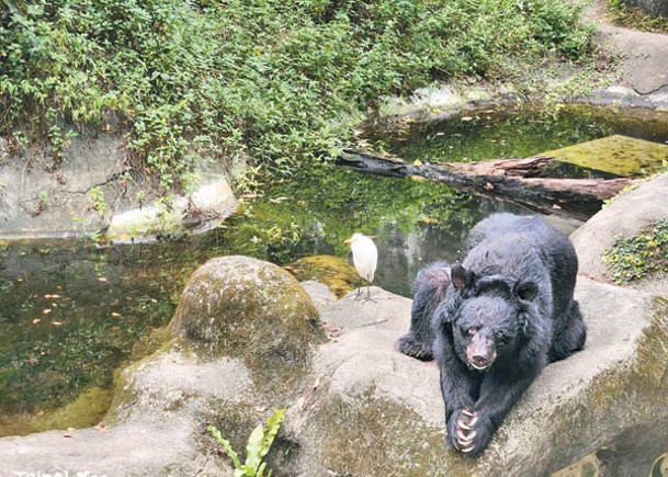 台北動物園  34歲高齡黑熊離世