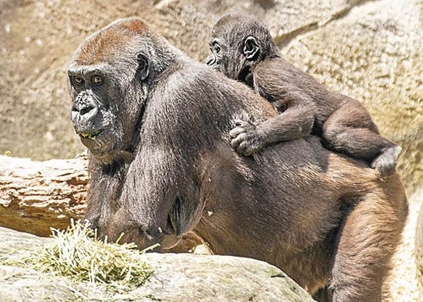 黑猩猩是沒有尾巴的猿類之一。（Getty Images圖片）