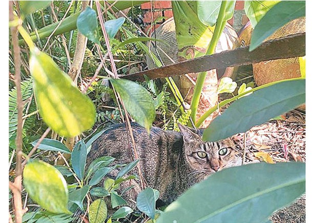 虎虎在貓村生活，躲在草叢中。