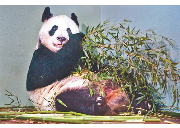 中國一直積極增加大熊貓數量。（Getty Images圖片）