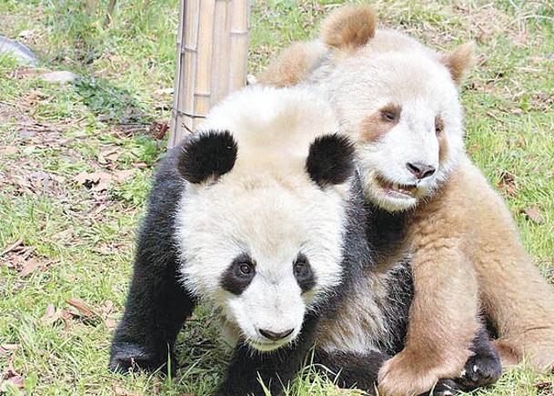 棕色大熊貓「七仔」（右）的毛色變異由Bace2基因缺失突變導致。