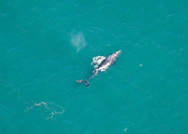 研究人員發現灰鯨浮出水面。