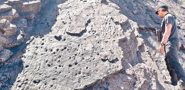 科學家在海岸懸崖發現森林化石。