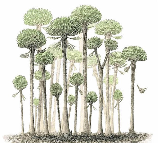 森林化石僅由「Calamophyton」組成；圖為構想圖。