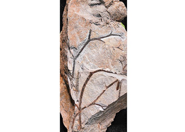 森林化石中的部分樹枝化石。