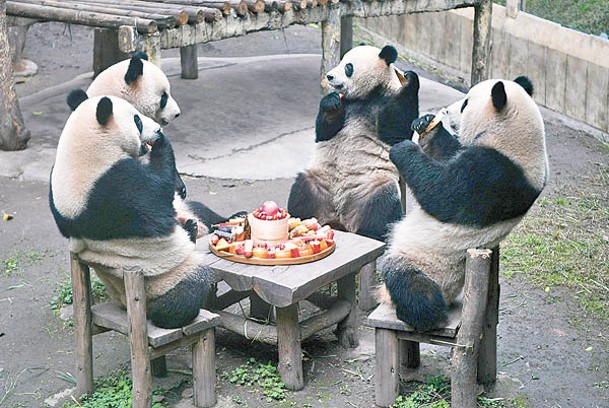 大熊貓享受工作人員準備的大餐。（中新社圖片）