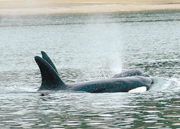 研究發現，雌性殺人鯨需經歷更年期。（Getty Images圖片）