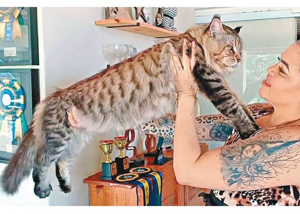 養尊巴西緬因貓  競逐最巨型家貓