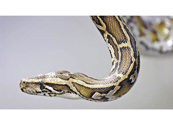蟒蛇將飼料轉化為體重的效率很高。（Getty Images圖片）