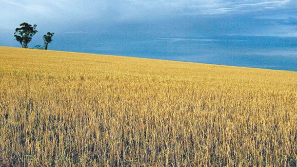 澳洲盛產大麥。