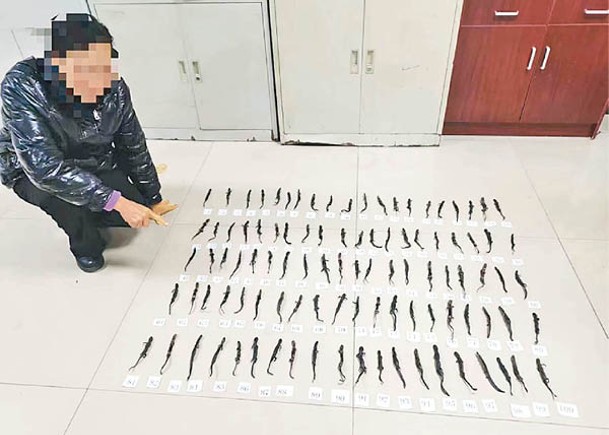 警方檢獲大批西藏山溪鯢製品。