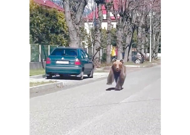 斯洛伐克棕熊在街頭衝向民眾。