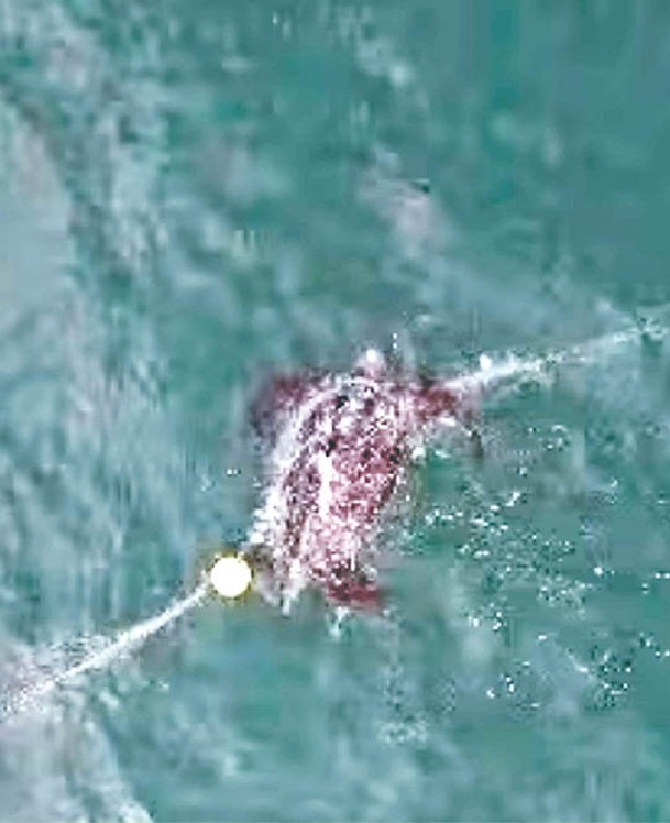 棱皮龜受困於防鯊網。