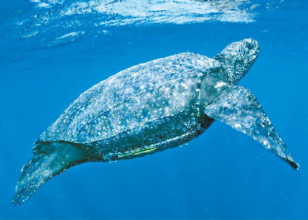 棱皮龜被譽為世界上最大海龜。