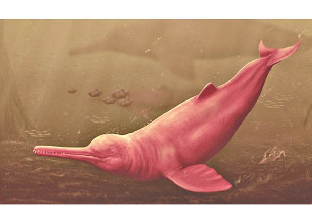 科學家在亞馬遜河發現的頭骨化石屬淡水海豚；圖為構想圖。