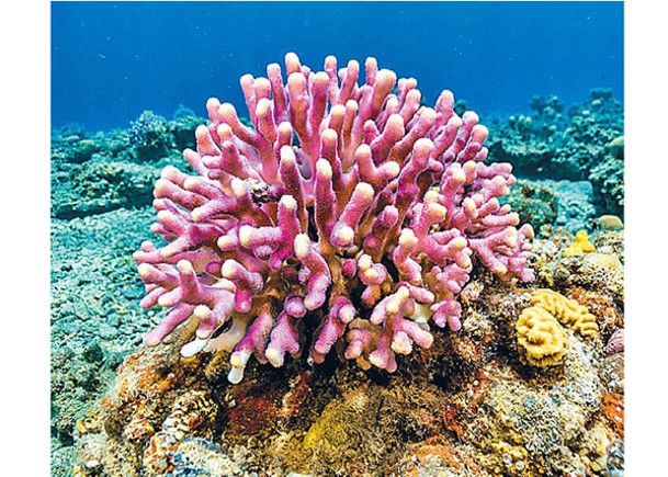 珊瑚每年只會產卵一次。（Getty Images圖片）